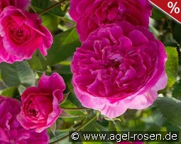 Englands Rose