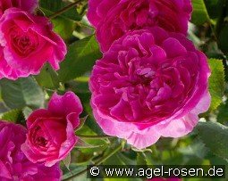 Englands Rose