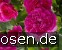 Englands Rose