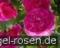 Englands Rose kaufen