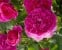 Englands Rose