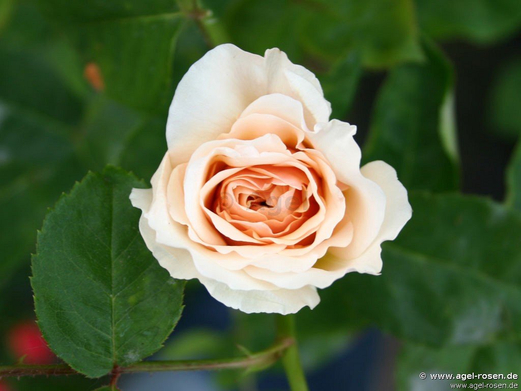 Rose ‘English Garden‘ (wurzelnackte Rose)