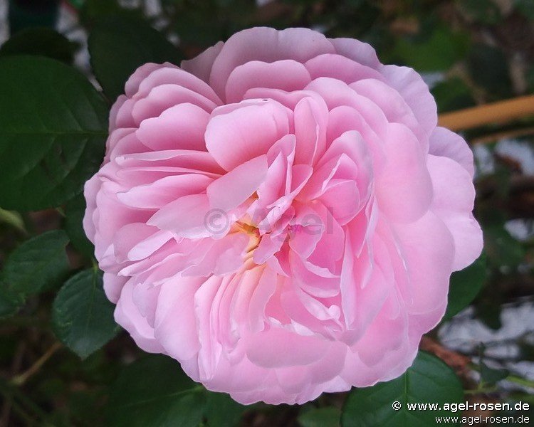 Rose ‘Eustacia Vye‘ (wurzelnackte Rose)