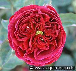 Falstaff