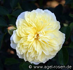 Gartenarchitekt Günther Schulze - Auswalker Old English Rose