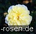 Gartenarchitekt Günther Schulze - Auswalker Old English Rose kaufen