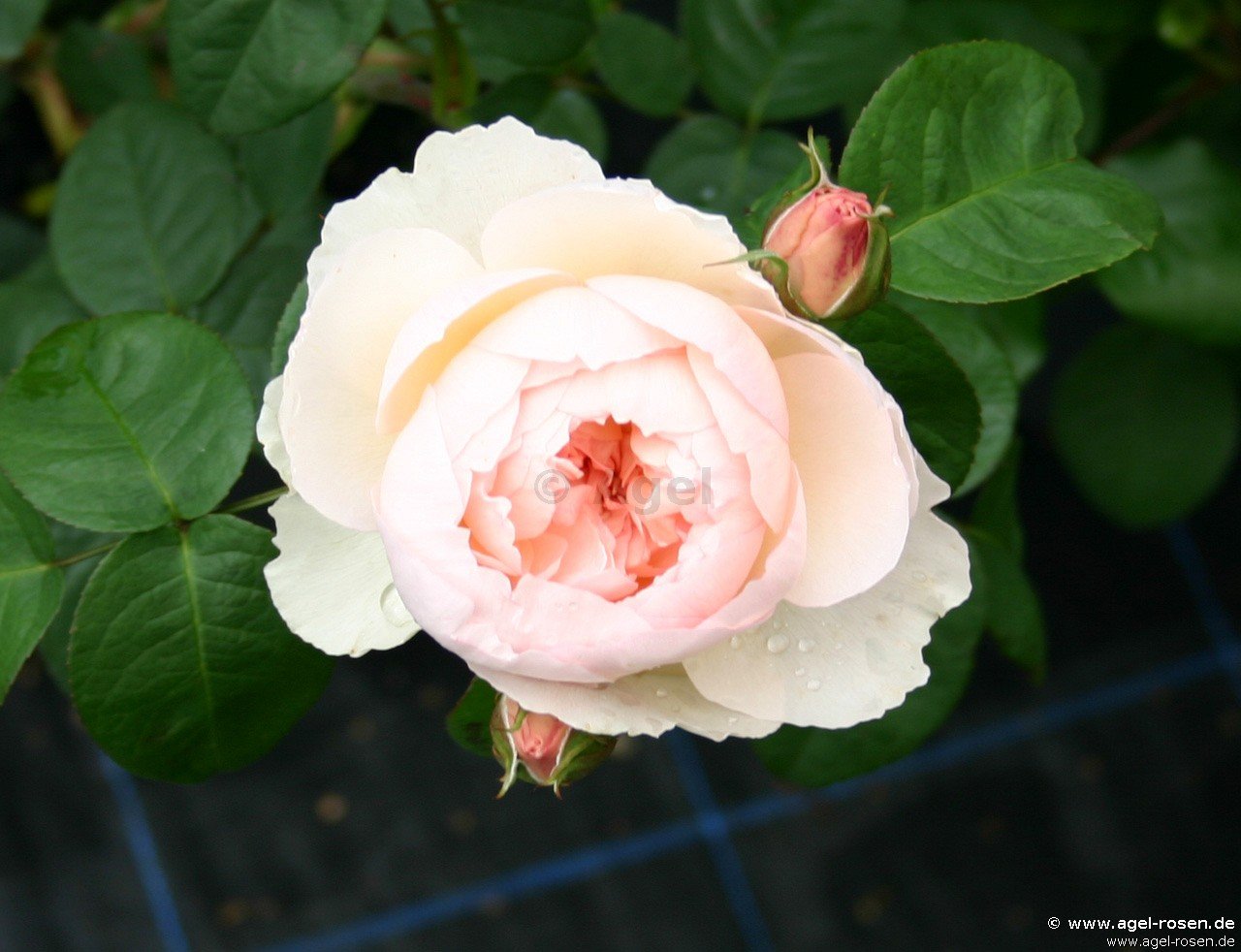 Rose ‘Gentle Hermione‘ (wurzelnackte Rose)