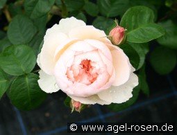 Gentle Hermione kaufen, clicken für mehr Details Gentle Hermione