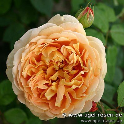 Rose ‘Golden Celebration‘ (wurzelnackte Rose)