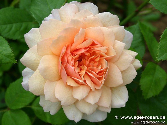 Rose ‘Grace‘ (wurzelnackte Rose)