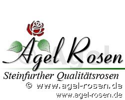 Rose ‘Groengilde‘ (wurzelnackte Rose)