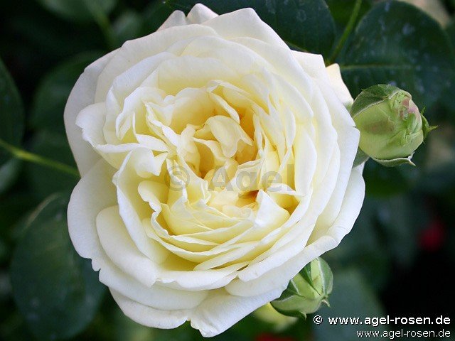 Rose ‘Gruß an Oldenburg‘ (wurzelnackte Rose)