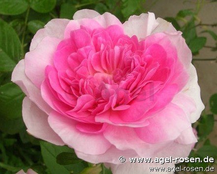 Rose ‘Harlow Carr‘ (wurzelnackte Rose)
