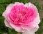 Harlow Carr