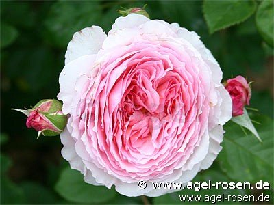Rose ‘James Galway‘ (wurzelnackte Rose)