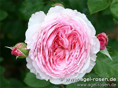 Rose ‘James Galway‘ (6,5-Liter Topf)