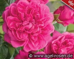 James L. Austin kaufen, clicken für mehr Details James L. Austin