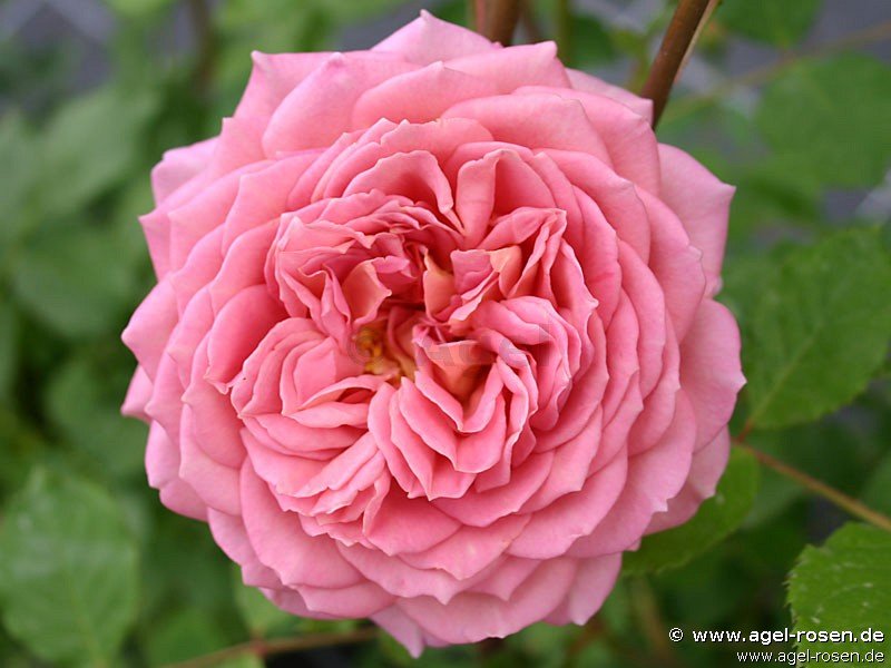 Rose ‘Jubilee Celebration‘ (wurzelnackte Rose)