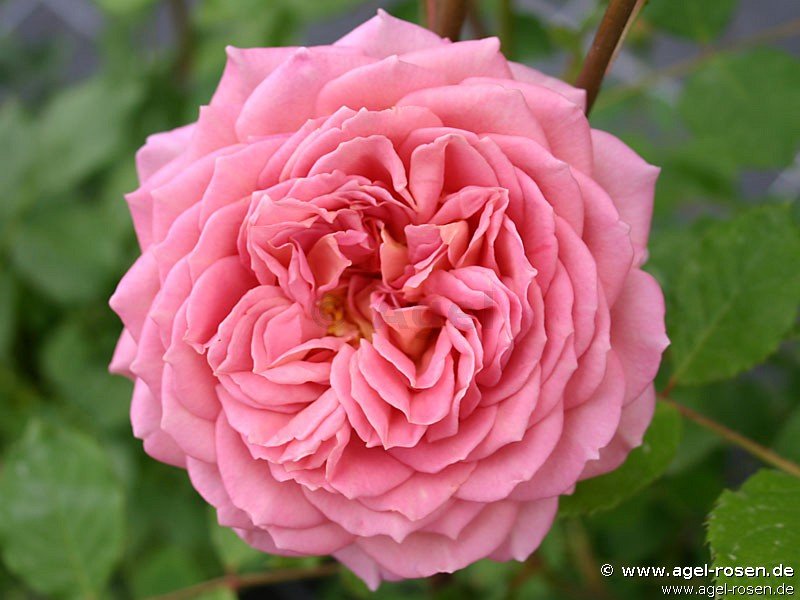 Rose ‘Jubilee Celebration‘ (3-Liter Topf)