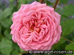 Jubilee Celebration kaufen, clicken für mehr Details Jubilee Celebration