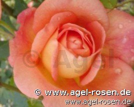 Rose ‘Lady of Shalott‘ (wurzelnackte Rose)