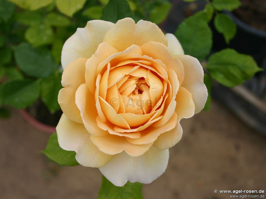 Rose ‘Molineux‘ (wurzelnackte Rose)