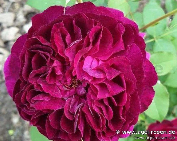 Rose ‘Muwo‘ (wurzelnackte Rose)