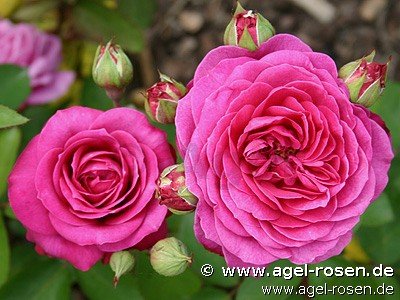 Rose ‘Old Port‘ (wurzelnackte Rose)