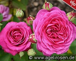 Old Port kaufen, clicken für mehr Details Old Port