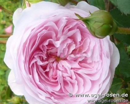 Rose ‘Olivia Rose ‘ (wurzelnackte Rose)
