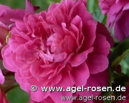 Rose ‘Princess Anne‘ (wurzelnackte Rose)