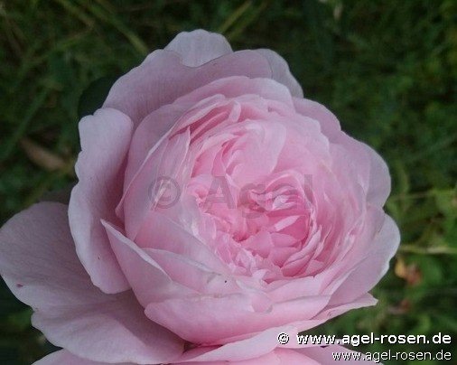Rose ‘Queen of Sweden‘ (wurzelnackte Rose)