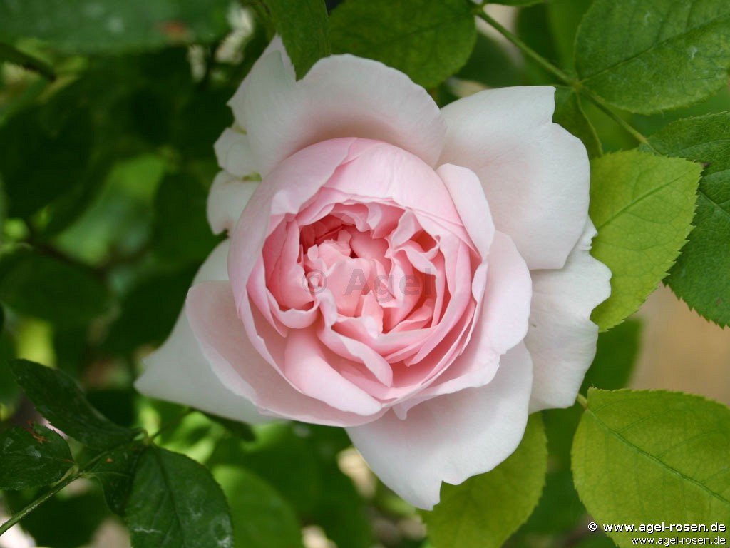 Rose ‘Redouté‘ (5-Liter Topf)