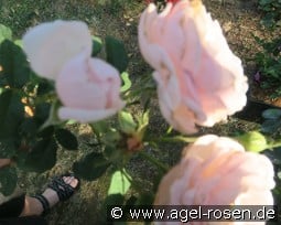 Scepter'd Isle kaufen, clicken für mehr Details Scepter'd Isle