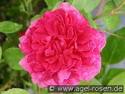 Sophy's Rose