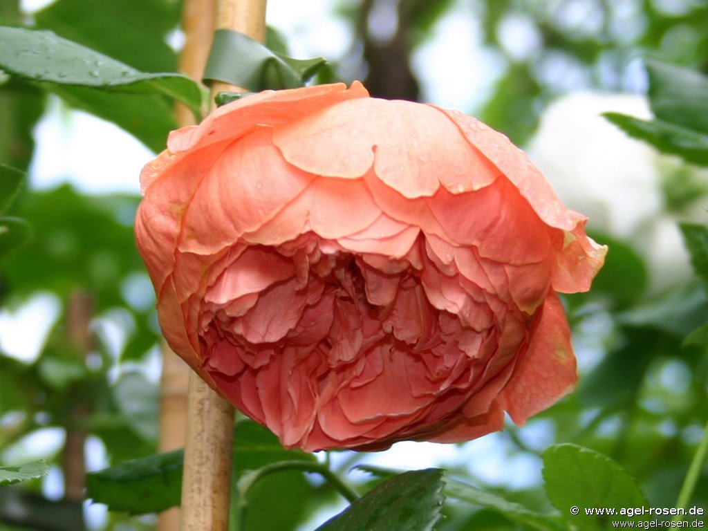 Rose ‘Summer Song‘ (3-Liter Topf)