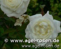 Rose ‘Susan Williams-Ellis‘ (wurzelnackte Rose)