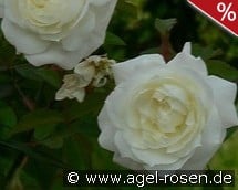 Susan Williams-Ellis kaufen, clicken für mehr Details Susan Williams-Ellis