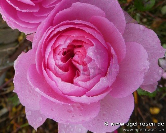 Rose ‘The Ancient Mariner‘ (wurzelnackte Rose)