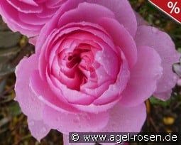 The Ancient Mariner kaufen, clicken für mehr Details The Ancient Mariner