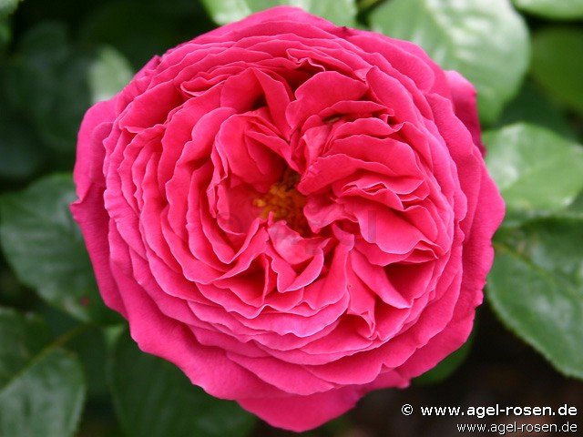 Rose ‘The Dark Lady‘ (Hochstamm (~90cm), wurzelnackt)