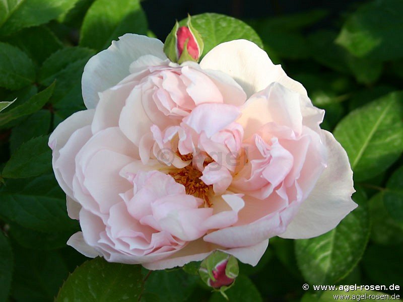 Rose ‘The Generous Gardener‘ (wurzelnackte Rose)