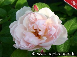 The Generous Gardener