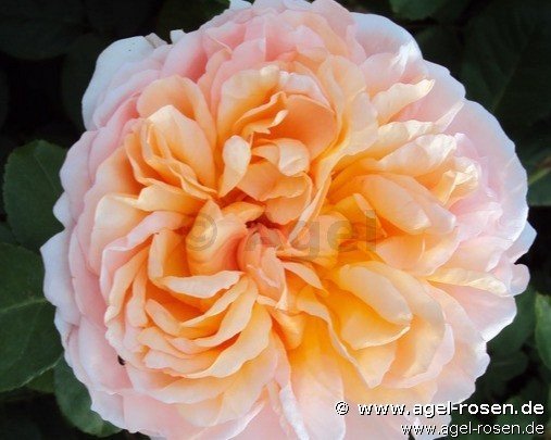 Rose ‘The Lady Gardener‘ (wurzelnackte Rose)