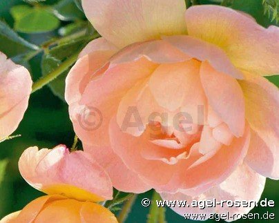 Rose ‘The Lark Ascending‘ (wurzelnackte Rose)