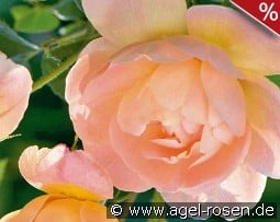 The Lark Ascending kaufen, clicken für mehr Details The Lark Ascending