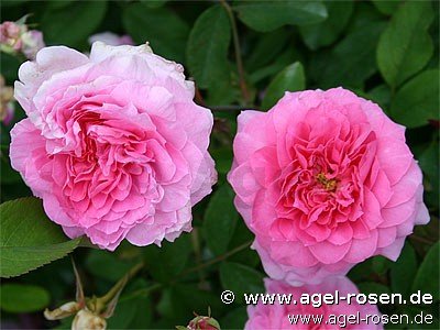 Rose ‘The Mayflower‘ (wurzelnackte Rose)