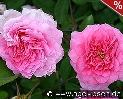 The Mayflower kaufen, clicken für mehr Details The Mayflower