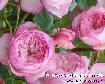 Rose ‘The Mill On The Floss‘ (wurzelnackte Rose)
