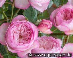 The Mill On The Floss kaufen, clicken für mehr Details The Mill On The Floss